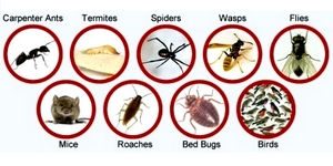 INSERT IMAGE HERE OR DELETE